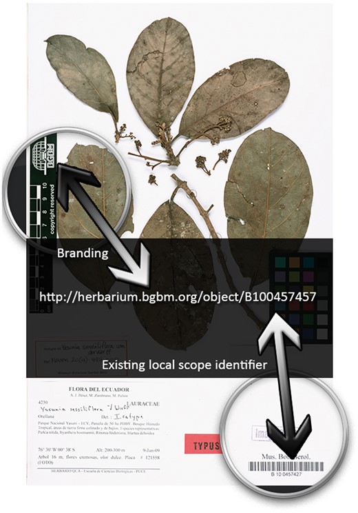 Example specimen. Example physical herbarium object and its stable HTTP URI identifier.