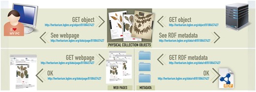 Basic redirection mechanisms. Human users are redirected to a human-readable web-representation of the specimens. Software systems are re-directed to a machine-readable metadata record.