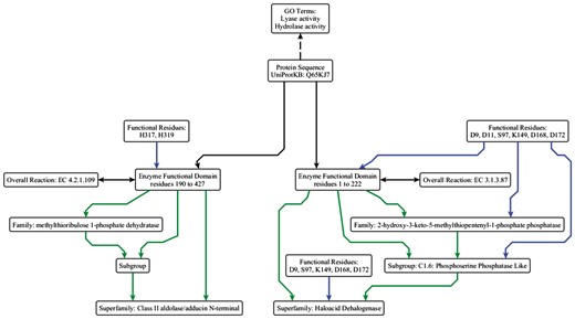 Simplified example of the data model using the ESFO. UniProtKB Q65KJ7 is a multi-functional protein where the C-terminal domain performs lyase (EC 4.2.1.109, methylthioribulose 1-phosphate dehydratase) chemistry and belongs to the Class II aldolase SF and the N-terminal domain performs hydrolase (EC 3.1.3.87, 2-hydroxy-3-keto-5-methylthiopentenyl-1-phosphate phosphatase) chemistry and belongs to the HAD SF. They perform two different reactions, albeit in the same metabolic pathway (the pathway that synthesizes L-methionine from S-methyl-5-thio-alpha-D-ribose 1-phosphate). The two GO terms relevant to the molecular function are shown (although they are not explicitly built into the ESFO schema, hence shown with a dashed arrow). ‘Lyase activity’ refers to the C-terminal domain activity, and ‘hydrolase activity’ refers to the N-terminal domain activity. In this example, the HAD SF is annotated as a core SF in SFLD; the annotation for the Class II aldolase SF, which is not in the SFLD, is taken from UniProtKB and modelled using the ESFO. The arrow colours and relationships are the same as in Figure 2.