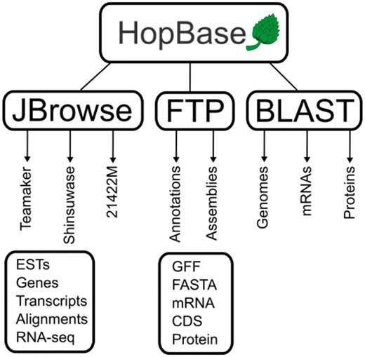 A schematic representation of HopBase. HopBase consists of three genome assemblies including Teamaker, Shinsuwase and a male accession number 21422M. There is a JBrowse genome browser for each assembly, as well as FTP site for downloading sequences and annotation files for each assembly. We also provide a BLAST interface for aligning sequences to mRNA, protein and genome collections.