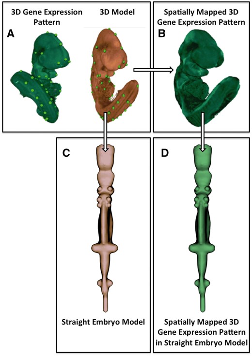 Image processing pipeline used to generate the straight mouse embryo. (A) Spatial warping using WlzWarp allows a user to place landmark points on a source image with gene expression (green) and a 3D model (orange) that utilizes a volumetric mesh. The green dots represent equivalent landmark points. (B) The spatial transform enables the gene expression pattern (green) to be mapped into the 3D model. Spatial warping of gene expression patterns using WlzWarp has been described previously in (10). (C) Spatial warping using WlzWarp was additionally used to straighten the mouse embryo model (landmark points not shown). The WlzWarp processing utilizes a CDT that enables complex non-linear deformations to be applied to 3D objects. (D) Gene expression patterns that were mapped into the 3D model (green) can be visualized in the context of the straight mouse embryo model.