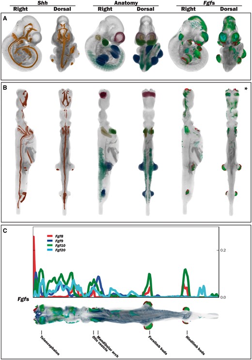 Straightening the 3D mouse embryo model. (A) Dorsal and lateral views of the original TS17 (E10.5) curled embryo model showing Shh expression, delineated anatomical components and Fgf gene expression. (B) Dorsal and lateral views of the respective straightened embryo model to that in A. Shh expression: observed in the A–P axis midline in the original and straight embryo models, and also in the posterior region of the forelimb and hindlimb buds. Anatomy domains: those shown are the telencephalic vesicles, otic vesicles, mandibular arches, forelimb and hindlimb buds and the somites. Fgf8, Fgf9, Fgf10 and Fgf20 expression patterns: these were spatially mapped as a test case to evaluate the utility of the straight mouse as a data visualization tool. (C) Graphical representation of Fgf gene expression patterns along the A–P axis in relation to the straight mouse embryo. The straight embryo shown is the same as that in B*, but with different opacity and thresholding values. Plot shows distribution of spatially mapped patterns along the A–P axis with the fraction of volume occupied by the thresholded gene expression patterns on the vertical axis.