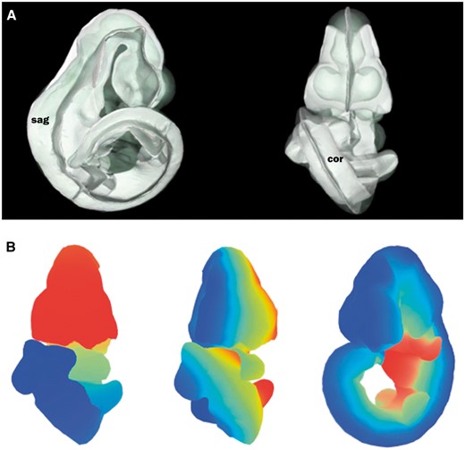 Defining axial planes on the 3D mouse embryo model. (A) Reverse spatial warping allowed axial planes to be defined on the straight mouse embryo model. Sagittal and coronal planes from this reverse transform are shown in the context of the original 3D mouse embryo model. sag, sagittal plane; cor, coronal plane. (B) Colourmaps from red to blue used to demonstrate A–P (left), L–R (middle) and V–D (right) axes in the original, curled embryo model. These axes represent the anatomical coordinates of the embryo model.