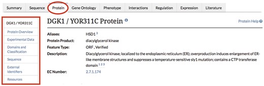 Descriptive information is included in the Overview section of protein pages in the SGD.