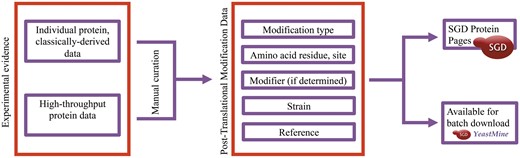 Integration of PTM information in the SGD is a multi-step process involving the identification of relevant papers, expert curation of PTM studies, and the visualization and display of PTM data.