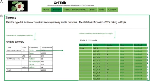 (A) The top menu of GrTEdb. (B) The user interface of browsing in GrTEdb. Users can browse the detailed information of each superfamily by clicking the hyperlinks provided in this page.