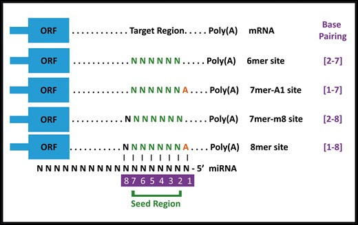 Different seed match regions of miRNAs. miRnalyze follows a hierarchical pattern (8mer > 7mer-m8 > 7mer-A1 > 6mer) for sorting miRNAs. ORF, Open Reading Frame.