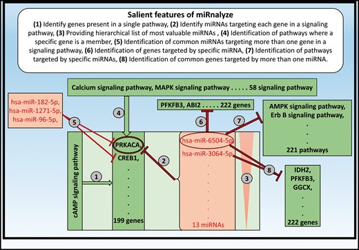 Salient features of miRnalyze along with specific example of each of the feature.