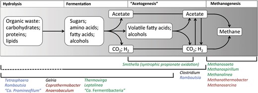 Basic outline of the carbon flow for the anaerobic digestion process. A selection of organisms found to be abundant in Danish systems that are associated with these process steps are listed for each (indicated by brackets, broken lines indicate uncertainty about the pathway in these organisms). Font colour indicates their niche system (green = mesophilic ADs; burgundy = thermophilic ADs; black = both mesophilic and thermophilic ADs; blue = abundant in both AS and recipient ADs).
