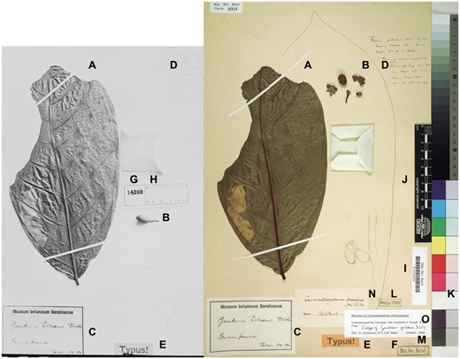 Example of traditional annotations on a herbarium specimen collected in the early 19th century: images of the same herbarium specimen (B 10 0242372) taken in the 1930s (left, identified as Guatteria poiteaui) and in 2006 (right, identified as Cremastosperma brevipes). This demonstrates the potential disconnect between the virtual specimen image (or record) and the actual object; in the future we expect that the virtual specimen will increasingly become the prime object of annotations, which can be accessed and managed with AnnoSys. (A) Leaf mounted on the herbarium sheet; (B) fruit (dissected on the right); (C) original herbarium label; (D) handwritten early annotation including additional morphological details (from duplicates?); (E) label indicating the type (name-giving) status of the specimen; (F) property-indicating stamp of the Berlin herbarium (cut off on the left); (G, H) ephemeral photographic negative number and scale bar; (I) permanent barcode label (UUID); (J) permanent scale bar; (K) ephemeral colour chart; (L) stamp indicating digitisation; (M) (handwriting): internal documentation of a loan; (N) annotation label as of 1938; (O) annotation as of 1998. Source (left image): The Field Museum of Natural History (2014). J. F. Macbride's Historical Photographs (1929–39) of Type Specimens from Berlin (B) (CC BY-NC 4.0); (right image): Röpert D. (ed.) 2000 + (continuously updated): Digital specimen images at the Herbarium Berolinense.—Stable identifier: http://herbarium.bgbm.org/object/B100242372 (CC BY-SA 3.0) (accessed 9 June 2016).