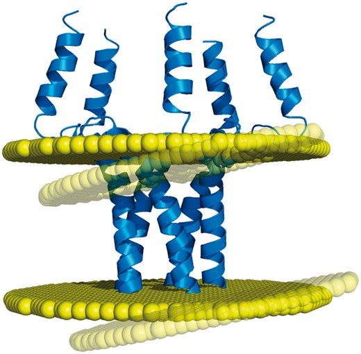 Example of discrepancy between different membrane positioning methods. The homopentameric structure of the phospholamban (PDB code: 1zll) is differently oriented in the membrane by OPM and Ez-3 D algorithms (opaque and transparent bilayer planes, respectively), with a helical tilt difference of 8.5° (1).