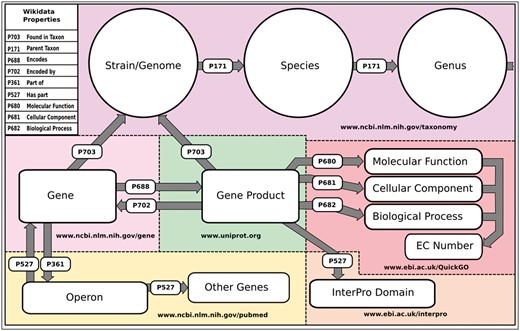 Wikidata data model and sources schematic of the basic structure of the data model in Wikidata. Entities include purple, Organism data sourced from NCBI’s taxonomy database (www.ncbi.nim.nih/taxonomy); light pink, gene data sourced from NCBI’s Gene Database (www.ncbi.nim.nih/gene); green, Gene product data sourced from UniProt (www.uniprot.org); red, GO and EC Number annotations sourced from EBI’s QuickGO API (www.ebi.ac.uk/QuickGo); orange, InterPro domain annotations sourced from the InterPro project (www.ebi.ac.uk/interpro); and yellow, Operon data currently sourced from primary publications hosted in PubMed (www.ncbi.nim.nih.gov/pubmed). The names of the Wikidata properties that construct the data model are included in the upper left-hand corner.