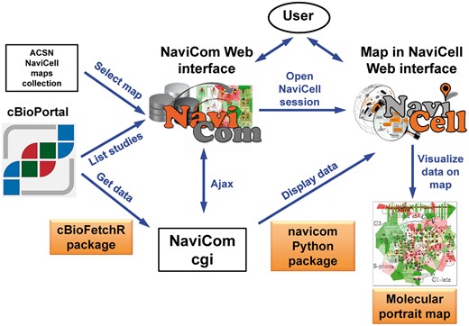 General architecture of NaviCom. The NaviCom interface provides the user with an updated list of studies from cBioPortal and links to ACSN and NaviCell maps collections. When visualization is requested, NaviCom starts a new NaviCell session and calls a cgi on the server. The cgi downloads cBioPortal data to the NaviCell session and displays them to generate the molecular portrait selected by the user.