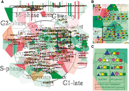 Multi-omics data visualization in Cell Cycle signalling map. Five types of omics data, copy number, expression, methylation, mutations, proteomics, for breast invasive carcinoma dataset from cBioPortal has been displayed on the map using the pre-defined display mode as detailed in Table 1. The values represent average for 825 samples available in the dataset (A) Top level view of data distribution, (B) and (C) Zoom in on individual entities on the map.