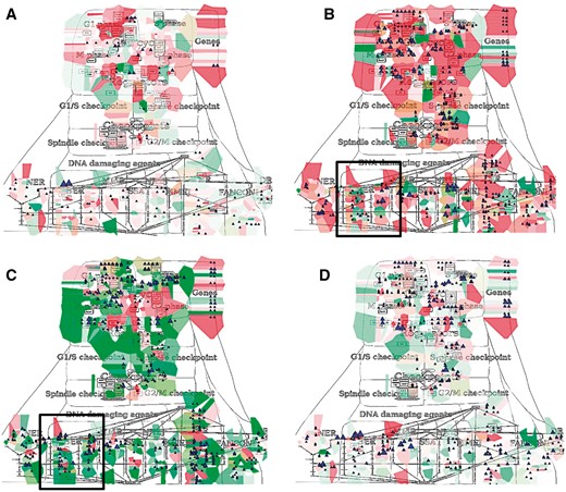 Molecular portraits of cancer types. Expression and mutation data from cBioPortal has been displayed on the DNA repair map using the pre-defined display mode as detailed in Table 1. The values represent average for all samples available in each dataset (A) acute myeloid leukemia, (B) adenocortical carcinoma (C) ovarian serous cystadenocarcinoma and (D) glioblastoma.