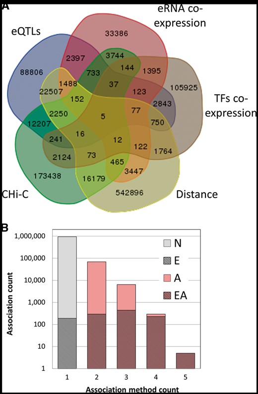 GeneHancer enhancer–gene associations. (A) Venn diagram of the 1 019 746 enhancer–gene pairs, grouped by the five distinct association methods. (B) Dependence of the count of gene–enhancer associations on the number of the relevant supporting methods. Gray, associations supported by one method only; pink, associations supported by multiple methods (elite associations); hatched, elite enhancers, with their proportion in each bin shown in a linear scale. ‘N’, no elite status; ‘E’, elite enhancer only (38% of total associations supported by one method); ‘A’, elite association only; ‘EA’, both elite enhancer and elite association (double elite). The proportions for double elite are 51%, 70%, 96%, 100% for method count 2, 3, 4 and 5, respectively.