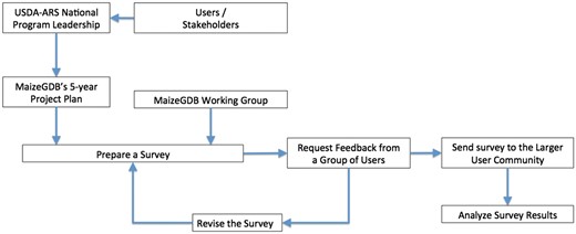 Flowchart showing the survey preparation workflow at MaizeGDB.