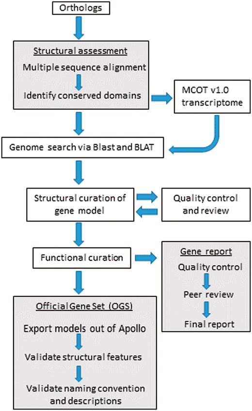 Workflow followed by student annotators for the structural curation of gene models using i5k Apollo. The OGS was created at the end of the annotation cycle along with gene reports included as Supplementary Notes 1–39. The dark colored boxes denote processes with multiple steps.
