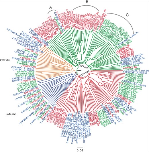 Phylogeny of P450 genes with insect orthologs. Neighbor-joining midpoint rooted tree of P450s from R. prolixus (red), A. pisum (green) and D. citri (blue) was generated using CLUSTAL Omega and drawn in Figtree. Four clans of P450s, CYP2 (orange), CYP3 (green), CYP4 (red) and mito (blue) clan are shown in the phylogenetic tree. Arc A, B and C are described in the main body of text. Excluding some partial genes, a total of 189 P450s were used to generate this phylogenetic tree.