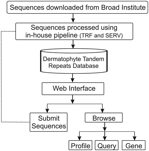 Schematic representation of the architecture of the Dermatophyte Tandem Repeat Database.