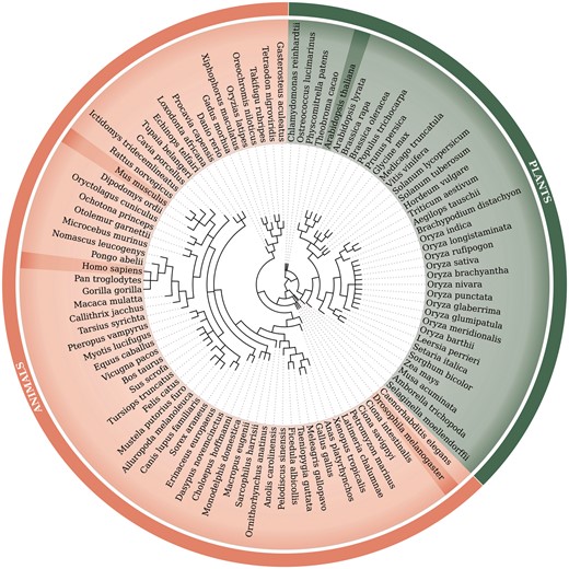 Phylogenetic tree of 99 species used within the updated RetrogeneDB database. The same tree is embedded into the database ‘browse’ web-page and interactively used to select a species of interest. Animal and plant species are colored in light red and green, respectively. Four chosen species, Homo sapiens, Mus musculus, Drosophila melanogaster and Arabidopsis thaliana, were highlighted for easier navigation. The web-based phylogenetic tree is drawn using the jsPhyloSVG library (37).
