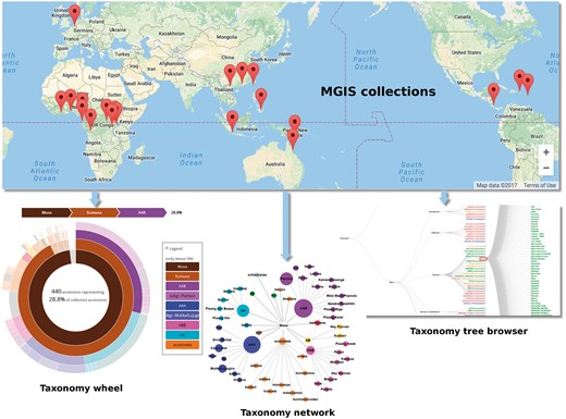 Overview of the germplasm collections in MGIS and associated browsers to explore banana diversity via the taxonomy wheel, the taxonomy tree and the taxonomy network. All of them provide an easy way to navigate within the accessions.