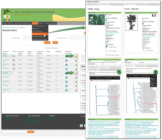 Comparison of ‘Pahang’ and ‘DH Pahang’ (cirad 930) accessions. Once selected, accessions can be compared in order to check morphological differences and genetic tree topologies. Here, ‘Pahang’ parent of ‘DH Pahang’ is logically found to be the most similar accession in two different genotyping studies.