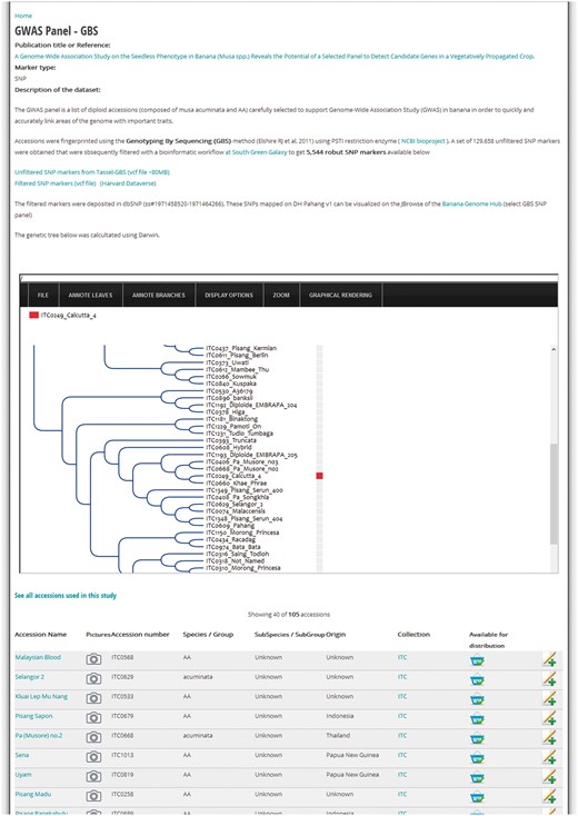 Example of a diversity study page. Screenshot of a MGIS genotyping data content page (i.e. GWAS study) including a gene tree powered by the InTreeGreat viewer. Lists of accessions with passport data are accessible and material can be ordered online. Additional metadata are indicated such as the publication, marker type and dataset marker availability in public databases (e.g. NCBI SRA or dbSNP).