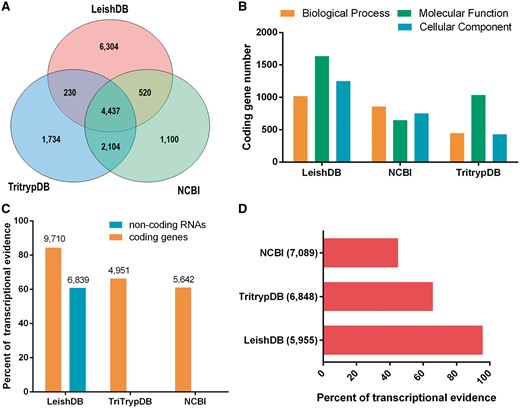 (A) Venn diagram comparing Leishmania braziliensis MHOM/BR/75/M2904 predicted coding genes available in LeishDB, NCBI and TriTrypDB. (B) Gene Ontology (GO) terms comparison between the annotations available in LeishDB, NCBI and TriTrypDB. (C) Transcriptional evidence for all predicted coding genes and non-coding RNAs available in LeishDB, NCBI and TriTrypDB. (D) Transcriptional evidence for all hypothetical coding genes available in LeishDB, NCBI and TriTrypDB.