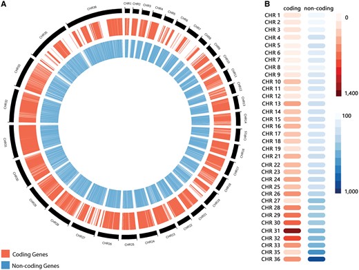 (A) Distribution of predicted coding genes (in red) and non-coding RNAs (in blue) along Leishmania braziliensis MHOM/BR/75/M2904 chromosomes. (B) Heatmap representation of the number of coding genes and non-coding RNAs by chromosome.