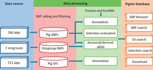 Data sources and analysis pipeline used to construct PigVar.
