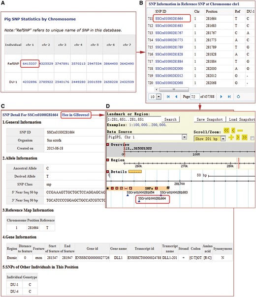 SNP search results windows in the PigVar database. (A) High-quality non-redundant SNP list for each sample. (B) SNP list for one chromosome. (C) Text format of the search results for SSCrs01000281664 SNPs. (D) GBrowse results for SSCrs01000281664.