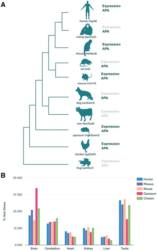 Summary of species in the miRIAD and host genes expression. (A) Species present in the miRIAD. (B) Host genes expression in six tissues.