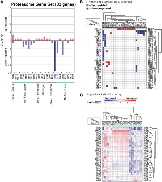 Analysis of the regulation of proteasome genes (33 genes) using the Gene Set Overlap and Regulator Cluster tools. (A) Overlap of up- or down-regulated target genes for each regulator in the transcription factor (yeast grown in YPD) category with the proteasome gene set. Only regulators with targets in this gene set are depicted. (B) Differential expression clustering, in which the gene expression changes are represented as up-regulated, down-regulated, or unchanged in each regulator mutant for genes in the proteasome gene set. (C) Log ratio clustering using the Regulator Cluster tool, in which the clustering is based on the log2 mRNA ratio of each gene in each regulator mutant.