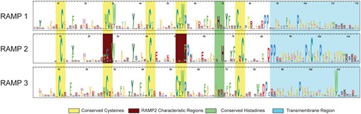HMM logos for the three RAMP family-specific domain profiles. The HMM logos display the most informative amino acids per position according to their height. Strongly conserved regions are highlighted in yellow. Two distinct differences that characterize the RAMP2 family are highlighted in burgundy.