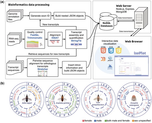 Data collection, processing and database scheme for IsoPlot. (A) The pipeline for isoform visualization, transcript-level expression analysis of RNA-Seq experiments, identification of new transcripts and sequence comparison. (B) Overview of RNA-Seq data generated for different developmental stages and conditions in four species.