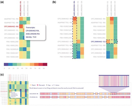 Heatmaps for sequence identity of orthologous transcripts. (A) Users can hover over a cell to display identity score. (B) Users can interactively sort the columns or rows of the heatmap by identity score. (C) Zoomable visualization of alignment result for two transcripts.