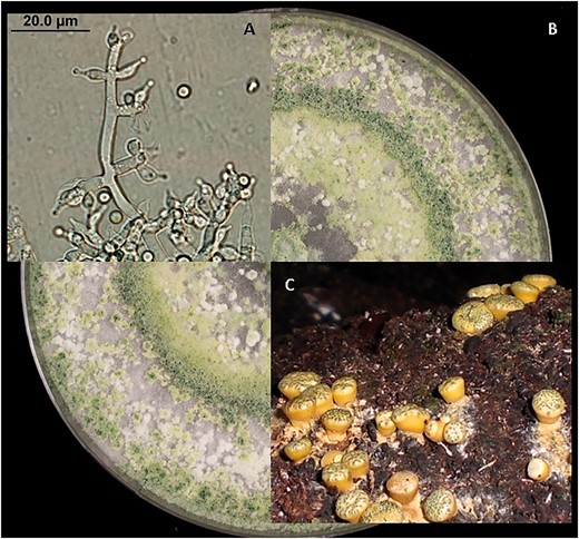 Morphology of specimens in the Trichoderma/Hypocrea clade: (A) asexual structures (conidiophore and conidia) of Trichoderma harzianum (FJ967806), (B) growth in culture of a specimen in the Trichoderma harzianum complex and (C) sexual reproduction structures of Hypocrea species.