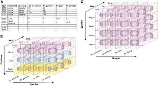 Illustrative example of roll up and roll down. These operations allow the user to navigate among levels of data ranging from the most summarized (up) level to the most detailed (down) level, along a specific dimension. (A) Illustrative data showing mosquito abundances for various locations (continents and countries), years, and Anopheles species. (B) The data cube, derived from the data in A, shows the mosquito abundance facts (numbers in rounded rectangles). The cube is associated with three dimensions: species, year, and continent, which are displayed along the three axes, with data labels coming from A. Fact cells with different values of the continent dimension are distinctly colour-coded for ease of visualization. (C) The roll down operation produces a more detailed view of data by rolling down one level along the hierarchical location (from continent to country). The mosquito abundances of continent Africa are rolled down to abundances for countries of Africa (Angola, Benin, Kenya, and Nigeria in this scenario). Note that when rolled up, the entire cube in C represents one row of data in B (in this case, the topmost row, representing Africa).
