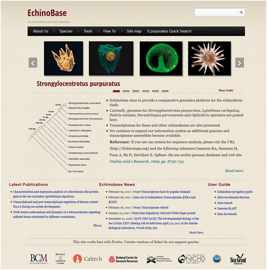 Echinobase landing page. A screen capture of the landing page from which drop-down menus lead to the various species and information groups.
