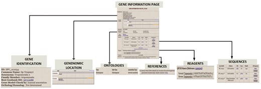 Gene Information page for S. purpuratus Tropomyosin gene. For each curated gene, the Gene Information Page displays a. gene identifiers such as synonym, family member and ortholog/homolog b. Genomic location on genome browser c. Ontology classification that includes functional category and GO terms d. gene sequence e. manually curated reagents and f. Pubmed references to the gene.