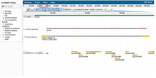 Echinobase genome browser example. A screen capture displaying the genomic region around the Sp brachyury gene. Individual tracks map genome assembly contigs, two versions of the gene model and conserved regions from the genome assembly of L. variegatus a related sea urchin to the reference genome sequence. Other tracks minimized in the screenshot are 1. BAC-END showing the location and coordinates of the sequenced ends of clones from the sperm genomic BAC library 2. eBACs track that displays the position of the deconvoluted individual BAC sequences enriched with WGS sequences 3. EST track showing the position of expressed sequence tags in the genome 4. the Repbase repeats track and low-complexity repeats track 5. mapped reads from phylogenetically closer genome of A. fragilis and S. franciscanus. The search field located at the top center of the browser can be used to search for gene symbol or scaffold coordinate such as illustrated in the figure.