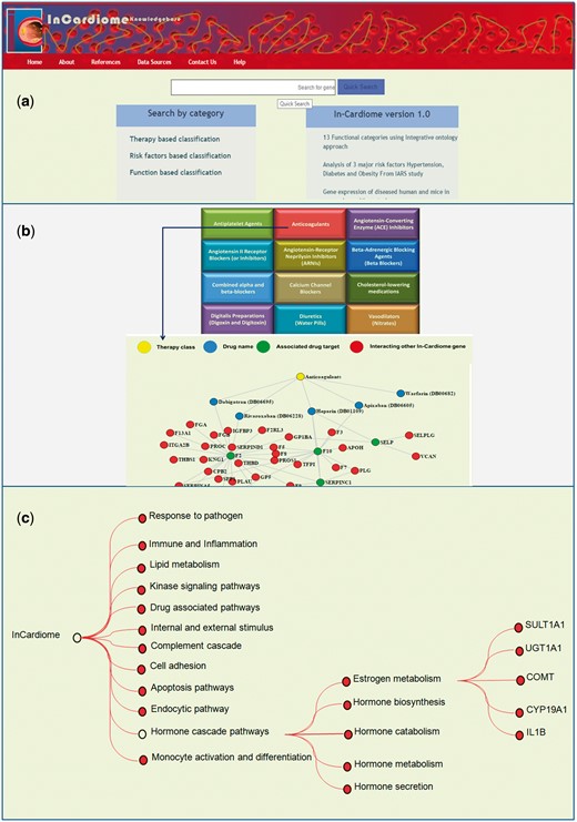 (a) Homepage of In-Cardiome knowledgebase. (b) Therapy/drug based categorization of information where upon clicking on specific therapy module, the user will be able to see the all the approved drugs, their targets and interacting proteins of those target genes. Each category has been shown with different color where yellow color circle shows drug class, blue color circle shows drug, red color circle indicates drug target and green nodes represents interacting In-Cardiome gene which may play important role in disease and therapy. (c) Function based classification of genes. Based on the 75 parental ontologies of 4905 GOs of 995 genes, 12 clusters were identified. Upon clicking on the any one function the user will be able to see POs and respective genes.