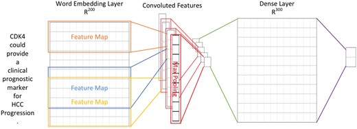 The CNN architecture developed for evidential sentence classification.