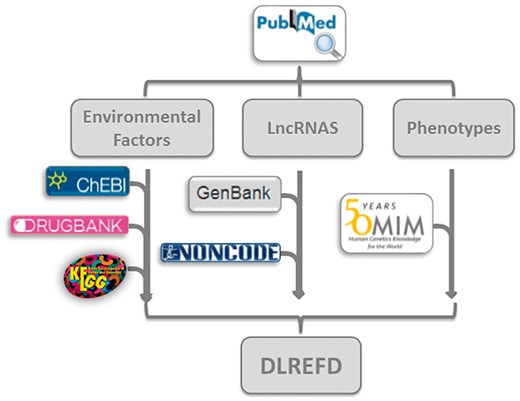 The flowchart of DLREFD construction. The flowchart shows the process of data processing and information integration.