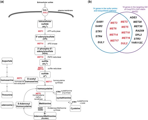 The sulfur amino acid biosynthesis pathway. (a) 14 genes involved in the sulfur amino acid biosynthesis pathway are shown. Gene names are colored red if they are in the target GM of the CoopTFS (Cbf1-Met4-Met32). (b) Since Cbf1-Met4-Met32 is known to regulate genes in sulfur amino acid biosynthesis pathway, we test the overlap between the set of genes in the sulfur amino acid biosynthesis pathway and the set of genes in the GM. Strikingly, the overlap between these two sets of genes is statistically significant (P-value = 3.6e-22 using the hypergeometric testing).