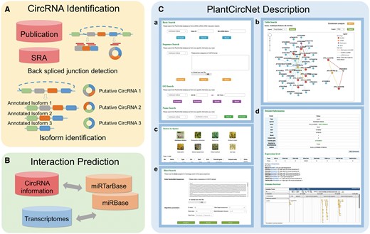 Overview of PlantCircNet workflow. (A) Identification of plant circRNAs. (B) Prediction of circRNA–miRNA–mRNA interactions. (C) Features of PlantCircNet, (Ca) search page, (Cb) network visualization, (Cc) browse page, (Cd) detail page and (Ce) blast search.