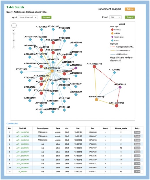 Visualization of miR156a-related circRNA–miRNA–mRNA network. The output contains two independent subnetworks of the miRNAs, ath-miRNA156a-5p and ath-miRNA156a-3p, by a fuzzy search.