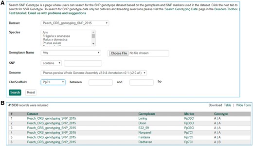Search page for SNP genotype. (A) Users can search SNP genotype by dataset name, species, germplasm name, SNP name and/or genome location of the SNP. (B) The returned search results show dataset name, germplasm, marker name and genotype.