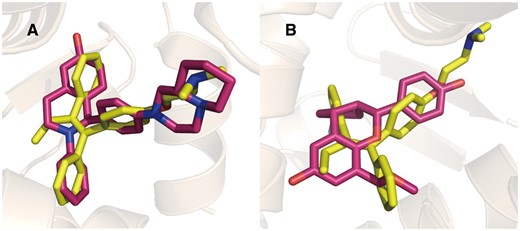 Tamoxifen (yellow) aligned with ERα (A, red, PDB Code: 1XQC) and ERβ (B, red, PDB Code: 2QTU) selective ligands in binding pocket.